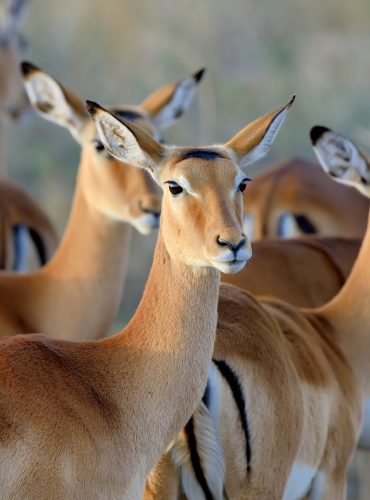 thomson-s-gazelle-on-savanna-in-africa-1.jpg thomson-s-gazelle-on-savanna-in-africa-1.jpg